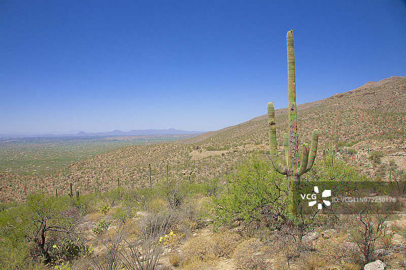 图森附近莱蒙山上的萨瓜罗仙人掌图片素材