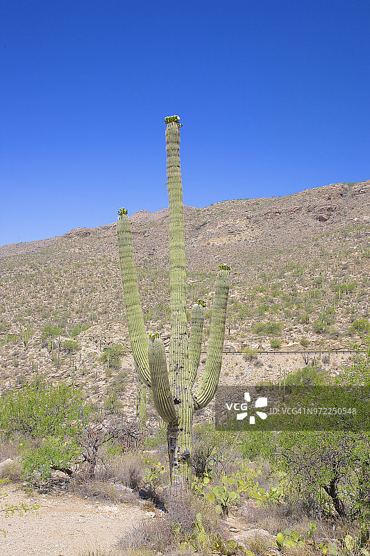 亚利桑那州图森市附近的索诺兰沙漠和巨人柱仙人掌图片素材