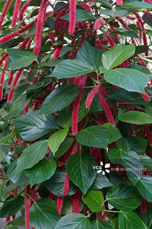 红绒球花图片素材