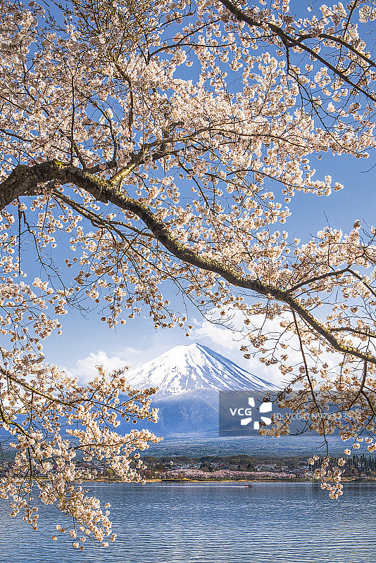 春季河口湖的富士山和樱花枝，日本图片素材
