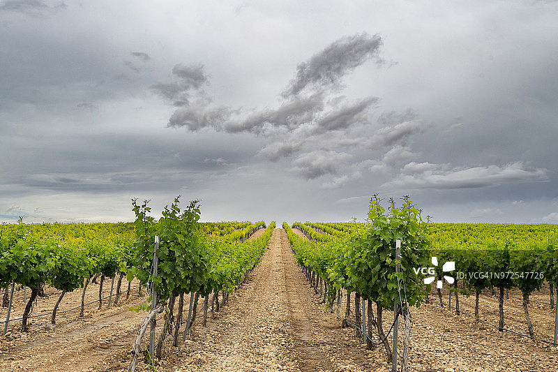 葡萄园格子架图片素材
