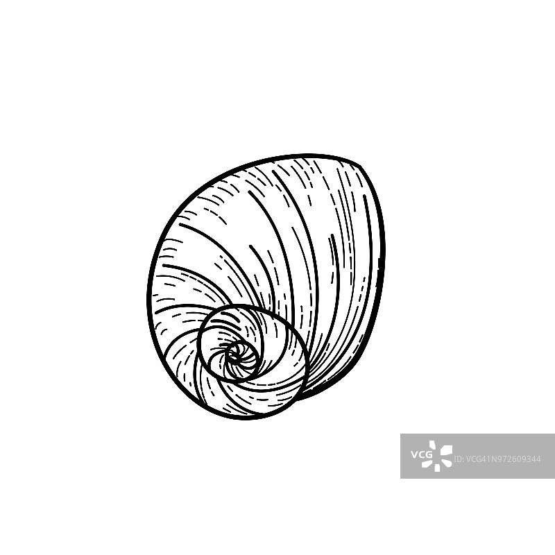 手绘贝壳图片素材