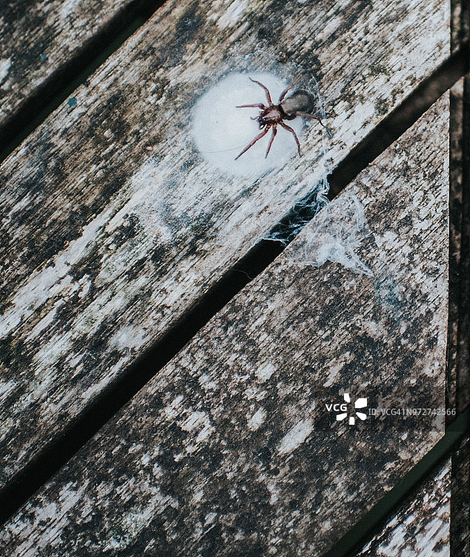 雌性蜘蛛保护卵囊图片素材