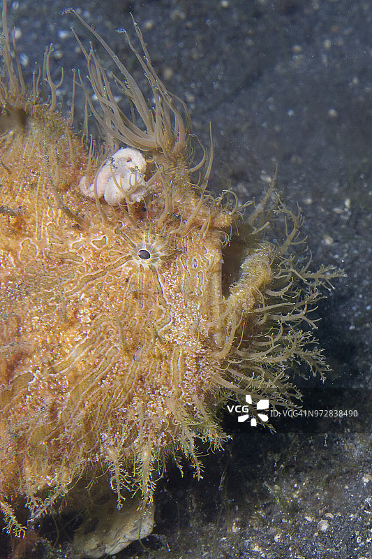 纹背躄鱼特写图片素材