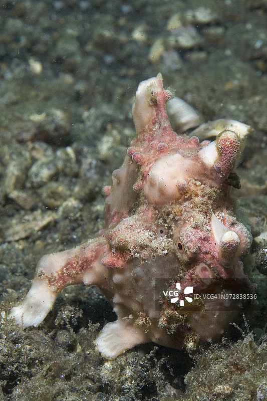 疣突躄鱼图片素材