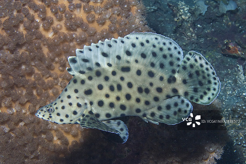 尖吻鲈图片素材