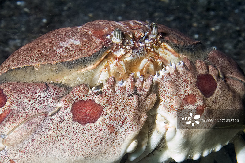 特写镜头下的斑点箱蟹图片素材