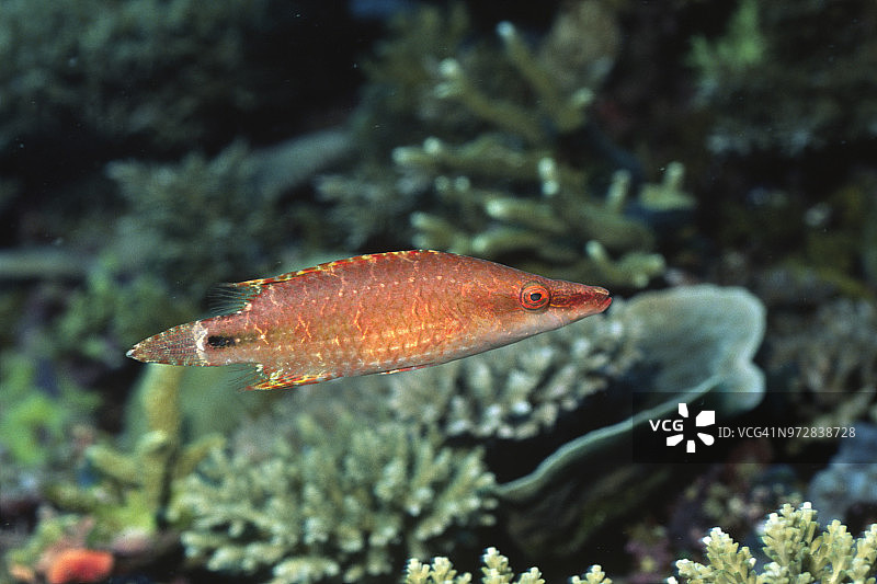 环尾海龙图片素材