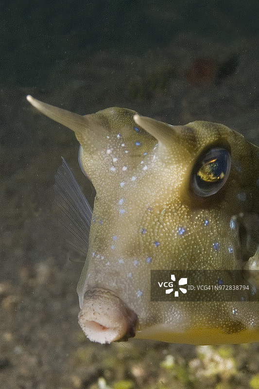长角箱鲀特写图片素材