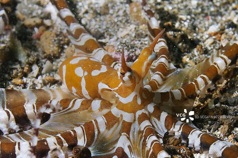 拟态章鱼眼柄特写图片素材