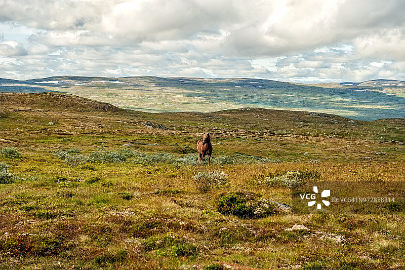 阳光明媚的日子里，美丽的马在长满苔藓的山间小道上吃草图片素材