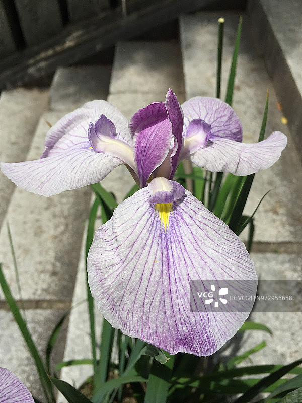 紫色的虹膜图片素材