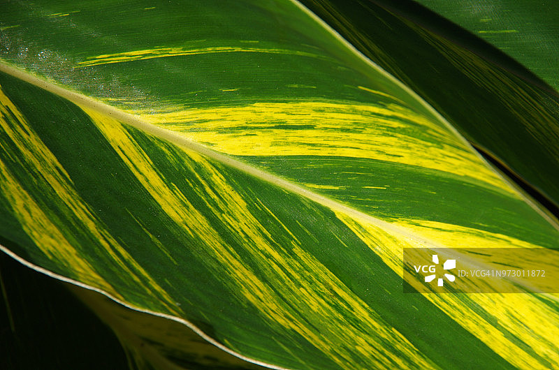 花叶贝壳姜叶图片素材