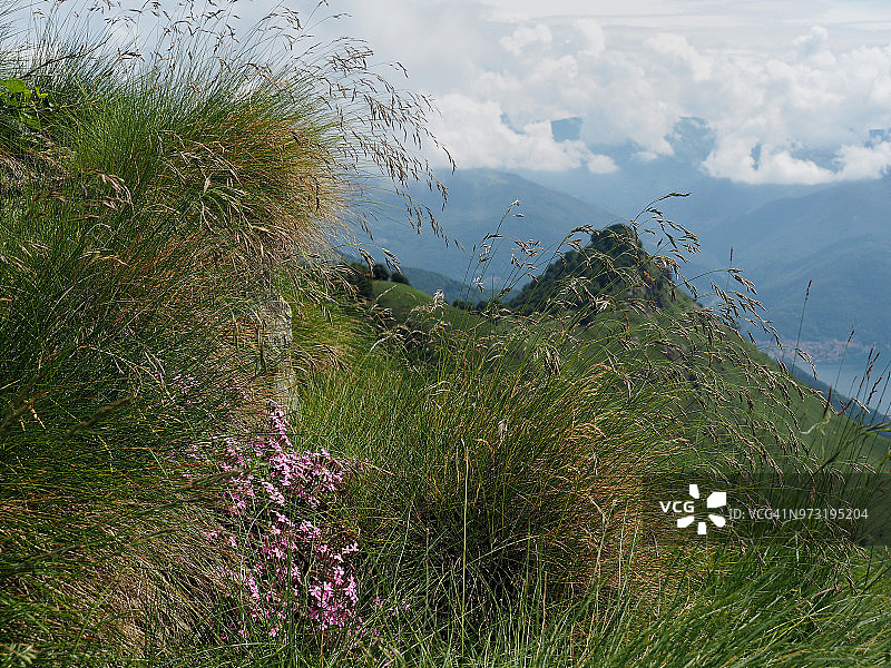 在莫里索利诺山上开花的肥皂草图片素材