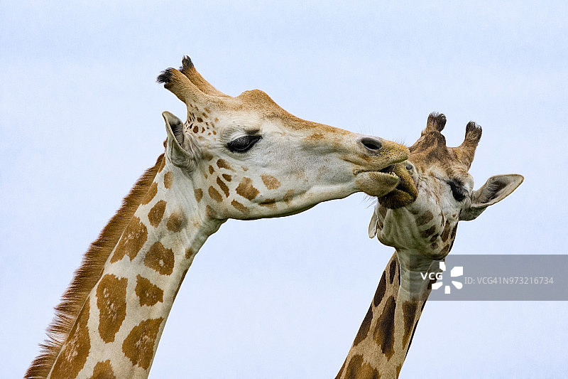 长颈鹿之吻图片素材