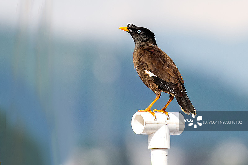 幼年林八哥图片素材