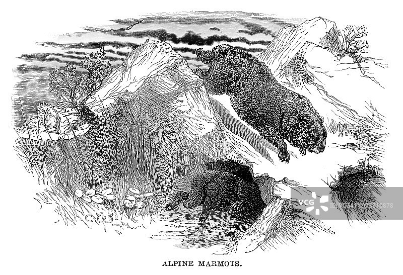 阿尔卑斯旱獭图片素材