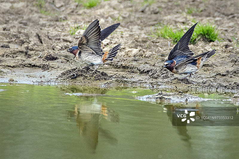 水边的崖 swallow图片素材
