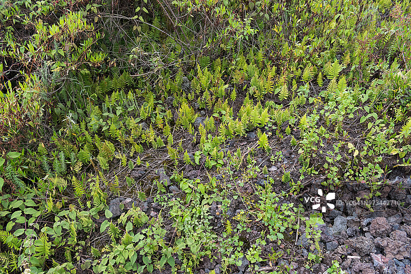 尼拉贡戈火山上的熔岩植被图片素材