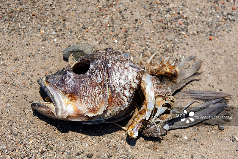 腐烂的鱼头图片素材