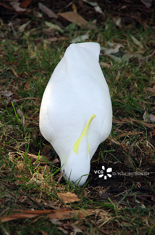 葵花凤头鹦鹉在地上挖洞觅食图片素材