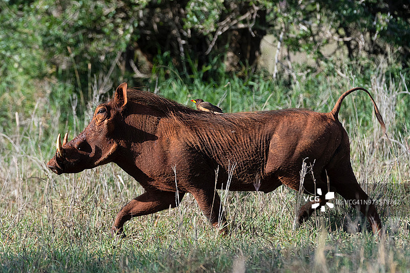 疣猪与黄嘴牛椋鸟，肯尼亚察沃图片素材