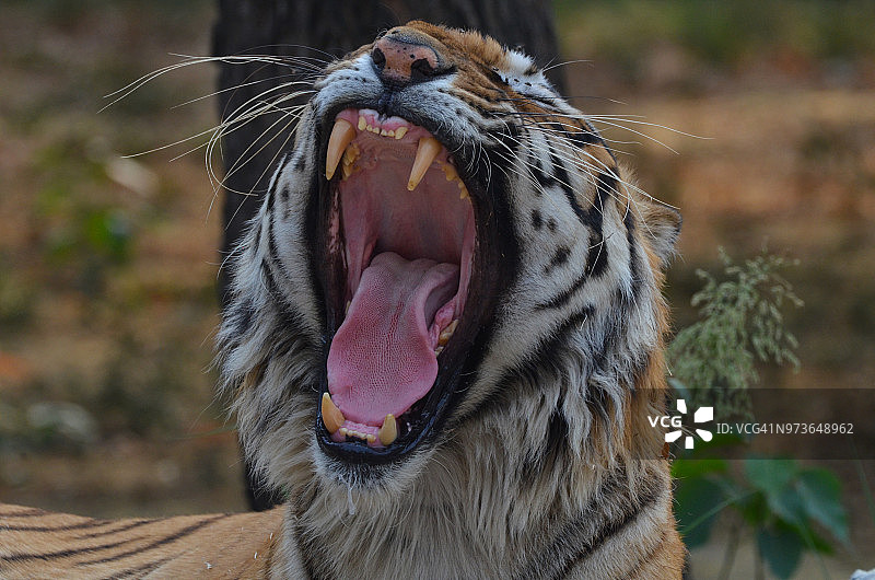 孟加拉虎图片素材