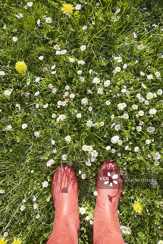 站在开满雏菊花的草地上，穿着红色橡胶靴的女人图片素材