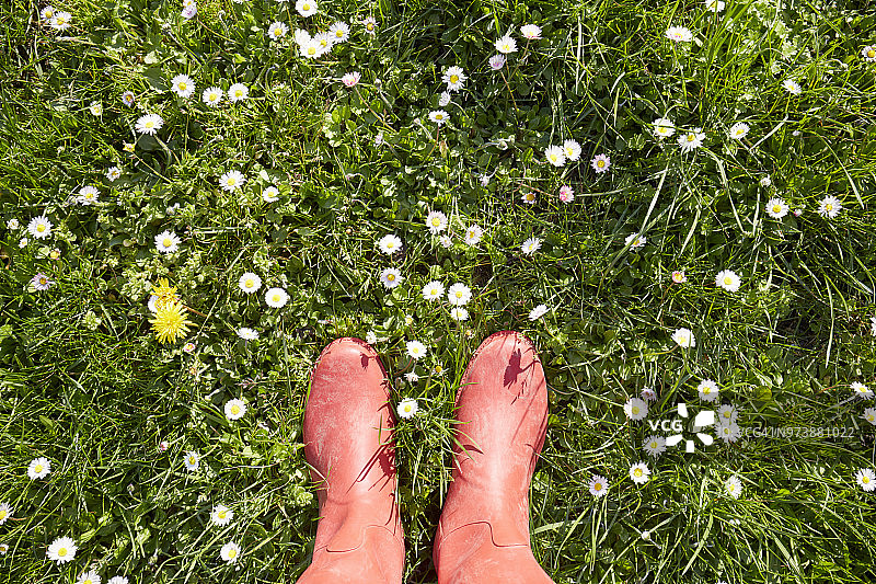 站在开满雏菊花的草地上，穿着红色橡胶靴的女人图片素材