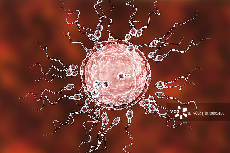 卵子受精示意图图片素材