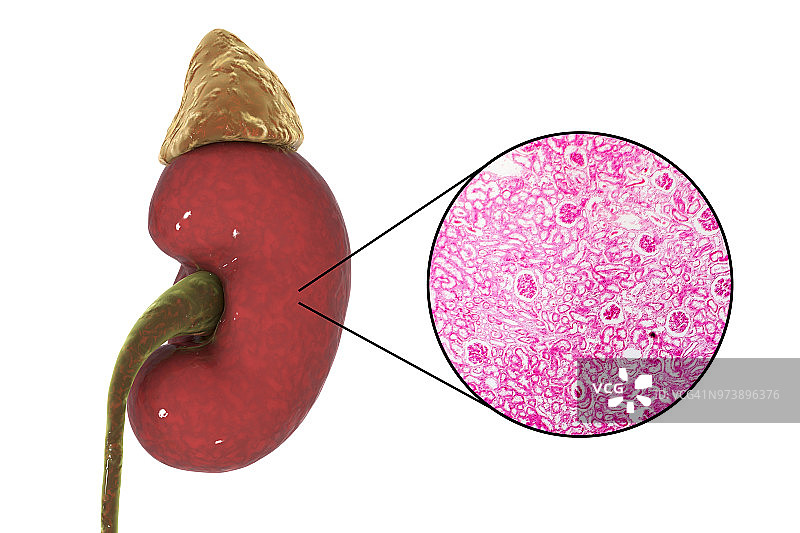 人体肾脏插图和显微照片图片素材