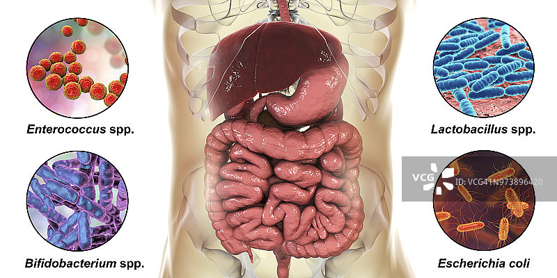 人体肠道正常微生物群插图图片素材