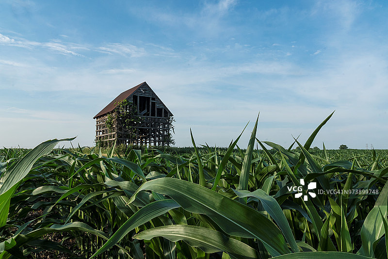 旧谷仓和玉米田图片素材