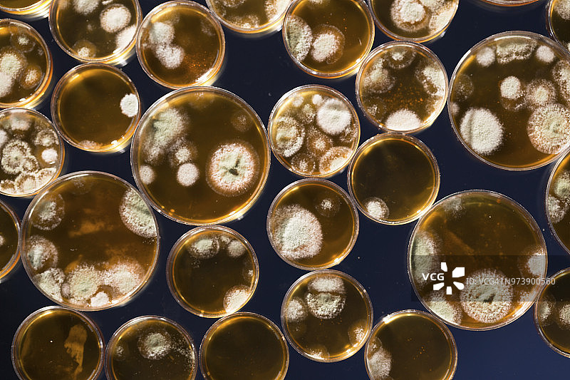 培养皿中生长的微生物图片素材