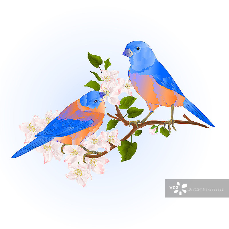 苹果树枝上的蓝知更鸟和小型鸣禽，可编辑复古矢量插画图片素材