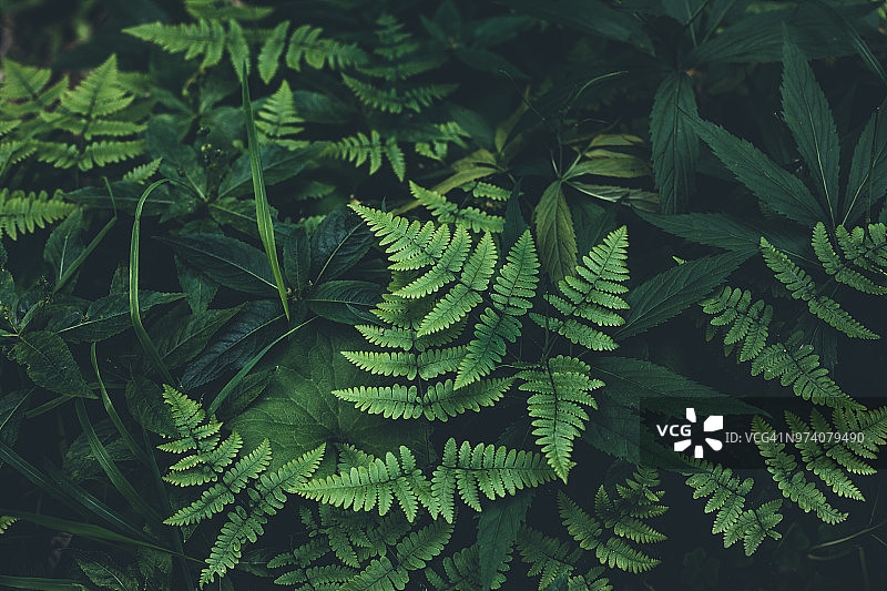 丛林树叶背景图片素材