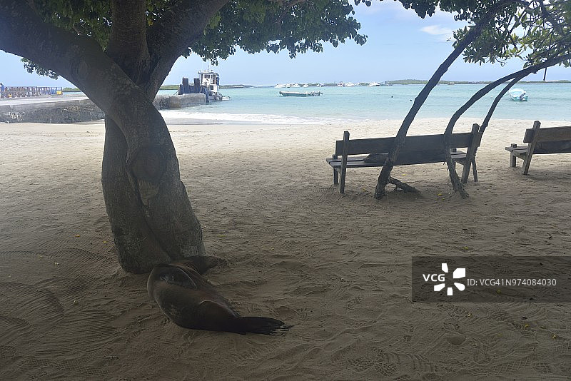 加拉帕戈斯群岛伊莎贝拉海滩图片素材