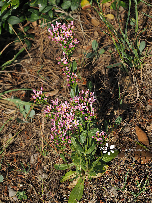 粉色缬草花朵图片素材