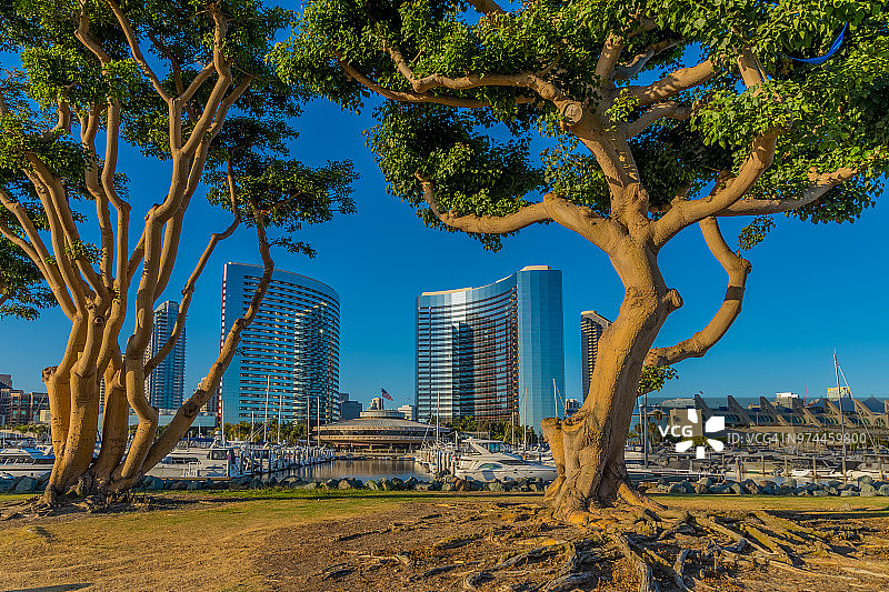 圣地亚哥港的珊瑚树和停靠的船只图片素材
