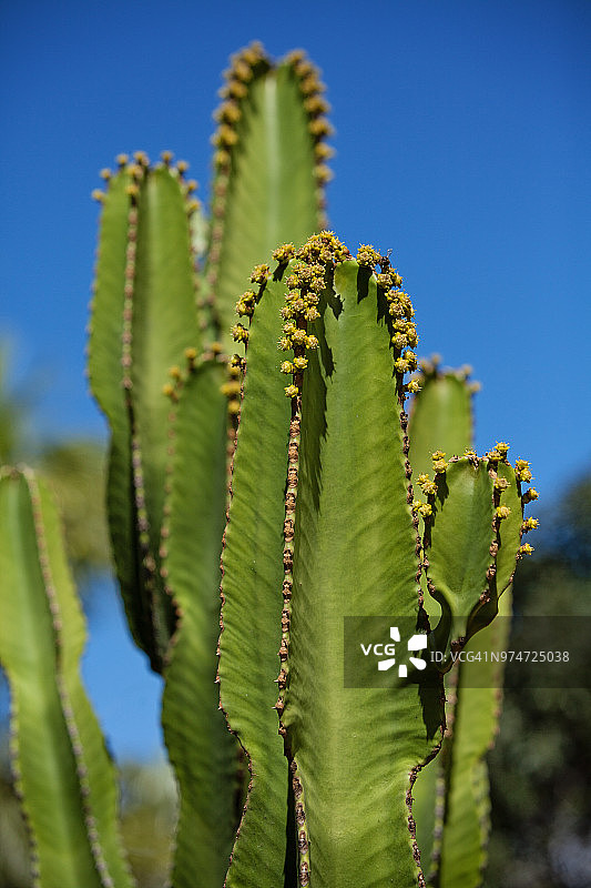 烛台树图片素材
