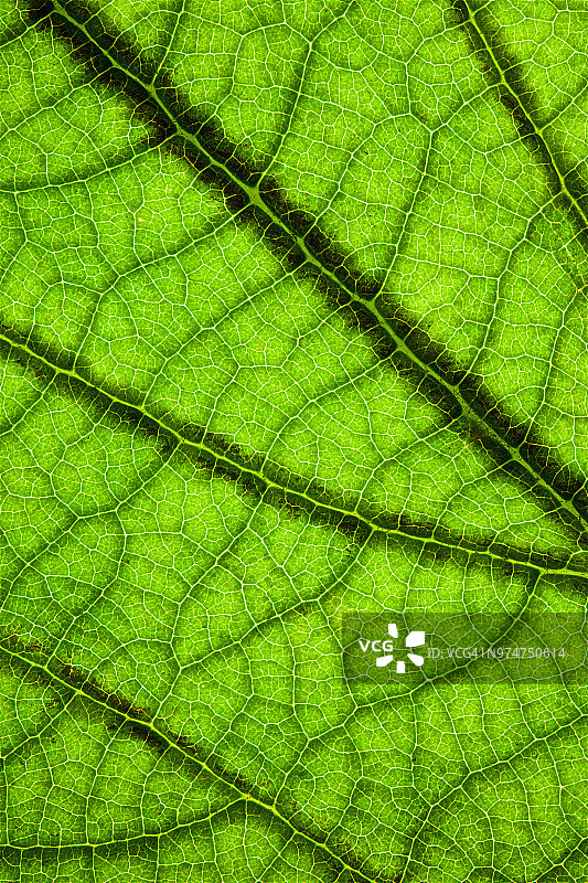 背光绿叶高分辨率特写图片素材