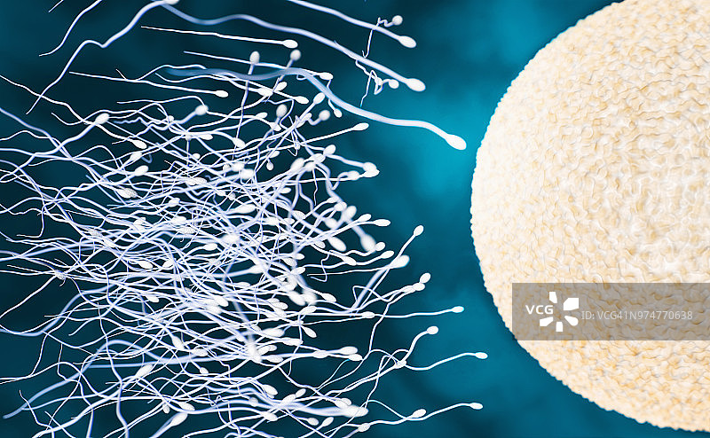 精子游向人类卵子图片素材