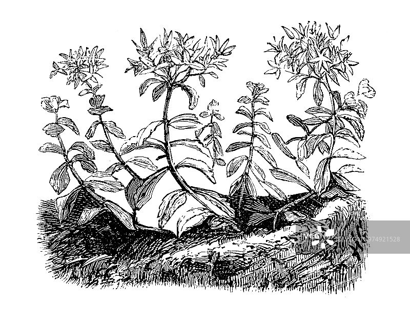 植物学古董雕刻插图：对叶景天图片素材