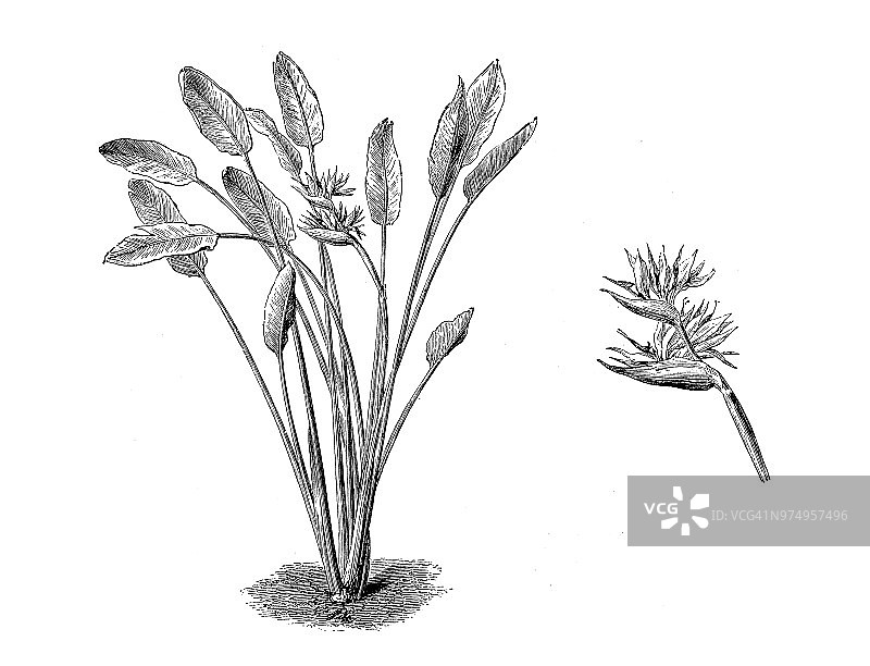 植物学古董雕刻插图：天堂鸟图片素材