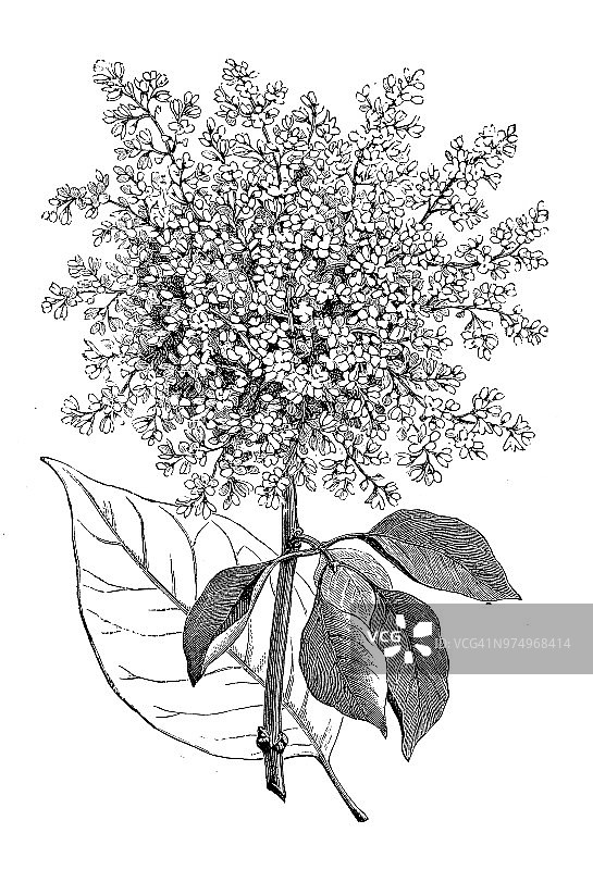 植物古董雕刻插图：日本紫丁香图片素材