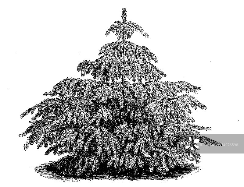 植物学古董雕刻插图：欧洲红豆杉图片素材