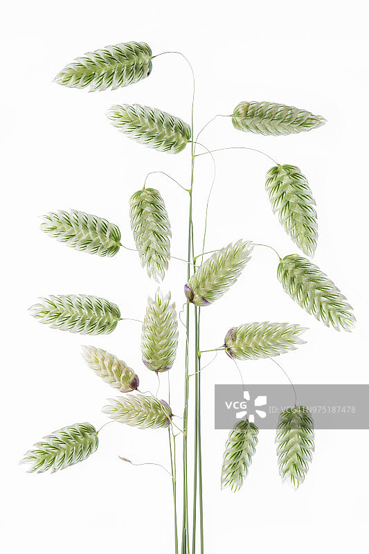 大金发草图片素材