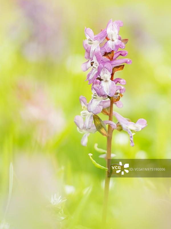 奥地利紫堇图片素材
