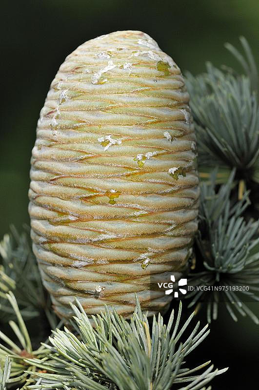 蓝大西洋雪松（Cedrus atlantica cv. glauca），针叶和未成熟的球果，德国北莱茵-威斯特法伦图片素材