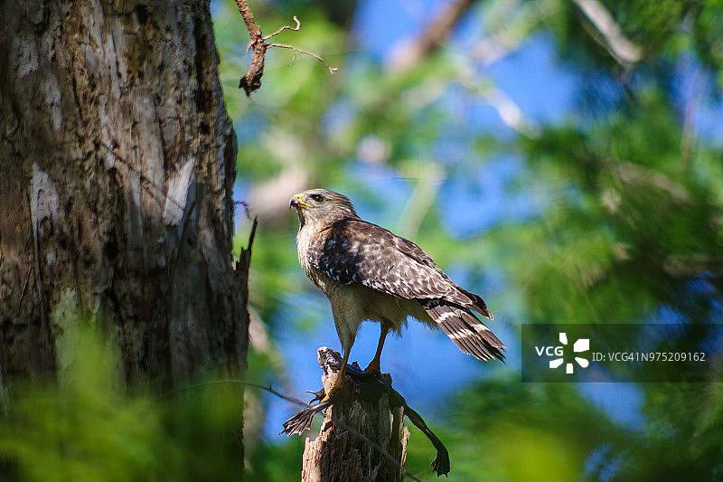红肩鹰在树上抓着一只青蛙图片素材